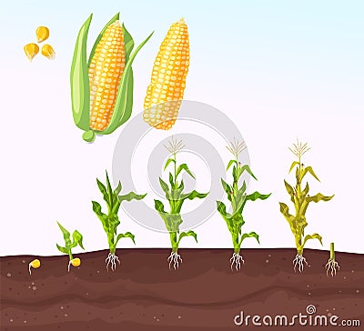 Infographic corn planting. Planting process. Growing stages. Seedling plant. Seeds grow on the ground. Corn grow Vector Illustration