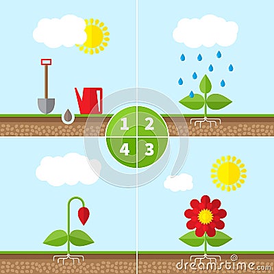 Infographic four stages of plant growth Stock Photo