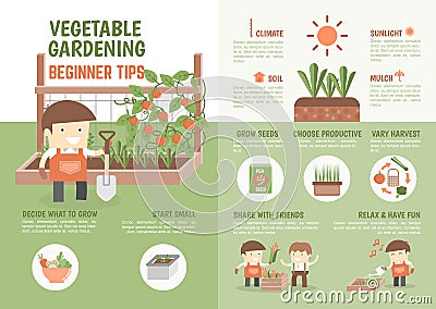 Infographic how to grow vegetable beginner tips Vector Illustration
