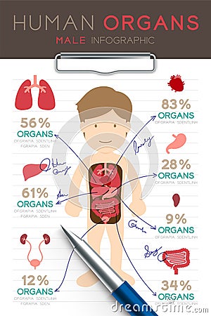 Infographic Male Human Organ set, Doctor writing paper chart with pad Vector Illustration