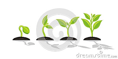 Infographic of planting tree. Seedling gardening plant. Seeds sprout in ground. Sprout, plant, tree growing agriculture icons. Vector Illustration