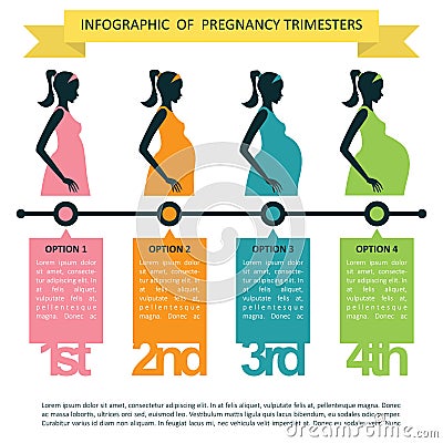 infographic of pregnancy trimesters. Vector illustration decorative design Vector Illustration