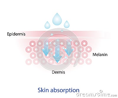 Infographic of skin absorption vector. Vector Illustration