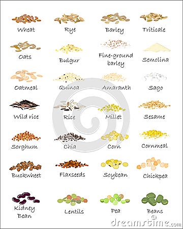 A variety of grains and cereals. Vector Illustration