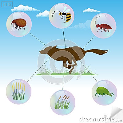 Infographics dangerous insects and plants that cause allergic re Vector Illustration