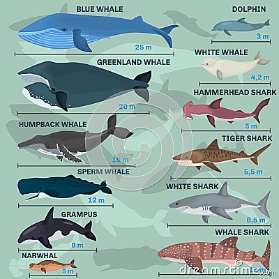 Infographics of giant inhabitants of the sea depths Stock Photo