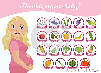 Infographics how big is your baby? Vector Illustration