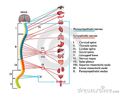 Infographics scheme of anatomical structure of human nervous system. Vector Illustration