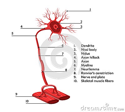 Infographics scheme of structure of neural connections from human anatomy. Vector Illustration