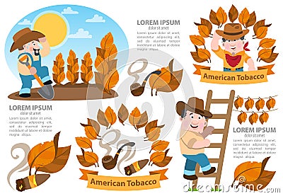 Infographics tobacco cultivation. Agriculture color illustrations Cartoon Illustration