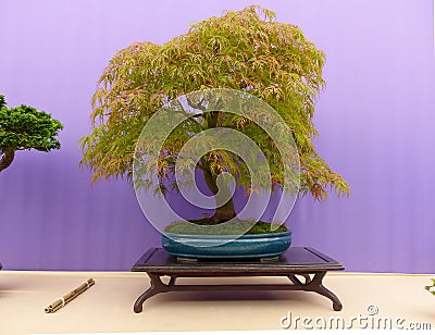 An informal upright Acer Dissectum bonsai on show in Belfast Northern Ireland Editorial Stock Photo