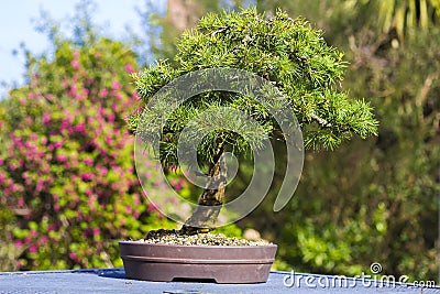 Informal upright Cedrus Libani bonsai Stock Photo