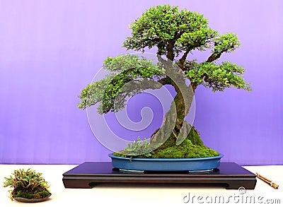 An informal upright Chinese Elm bonsai on display in Belfast Northern Ireland Stock Photo