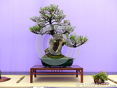 An informal upright Escallonia bonsai on a beautiful mahogany display table on show in Belfast Northern Ireland Editorial Stock Photo