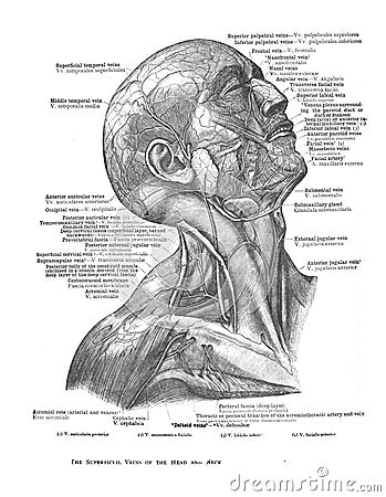 Informative illustration of the veins of the human head and neck Cartoon Illustration