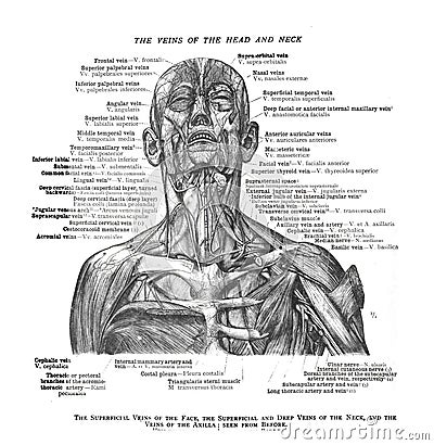 Informative illustration of the veins of the human head and neck Cartoon Illustration