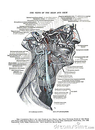 Informative illustration of the veins of the human head and neck Cartoon Illustration