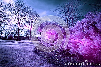 Infra-Red Photo of a bush, with bright pinks and purples. Stock Photo