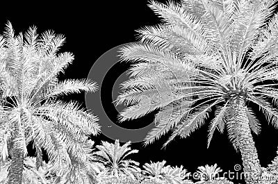 Infra red photo of date palms Stock Photo