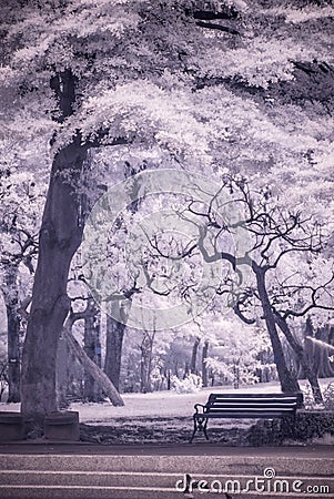 Infra-red photo Landscape garden tree and grass Stock Photo