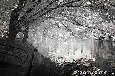 Infrared Photo ofthe Duck Pond at Laurelhurst Park in Portland, Stock Photo