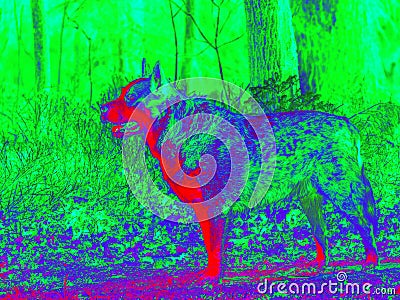 Infrared thermovision showing dog thermal radiation Stock Photo