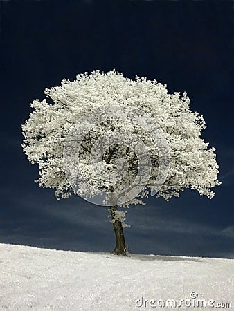 Infrared tree Stock Photo