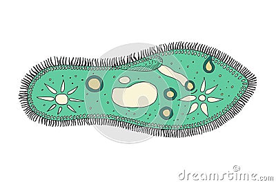 Infusoria slipper. Vector Illustration