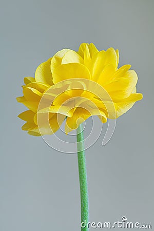 ingle yellow anemone ranunculus flower on light gray background, studio shot Stock Photo