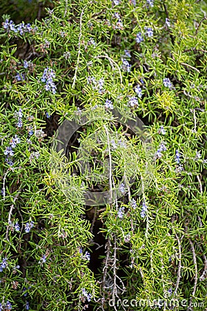 Ingredient of aromatic kitchen herbs of Provence rosemary plant in blossom Stock Photo