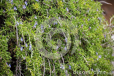 Ingredient of aromatic kitchen herbs of Provence rosemary plant in blossom Stock Photo