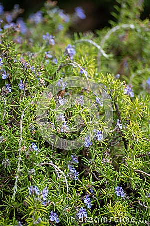 Ingredient of aromatic kitchen herbs of Provence rosemary plant in blossom Stock Photo