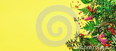 Ingredients of herbal alternative medicine, holistic and naturopathy approach on yellow background. Herbs, flowers for herbal tea Stock Photo