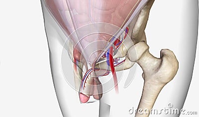 Inguinal hernia is a type of hernia that occurs in the lower abdomen and pelvic region Stock Photo