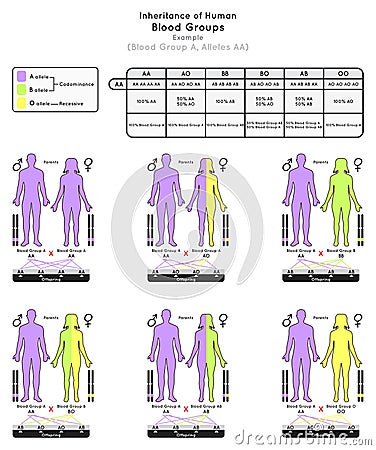 Inheritance of Human Blood Group A Infographic Diagram example alleles AA Vector Illustration