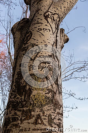 Love graffiti carved on a tree Stock Photo