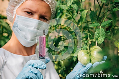 Injection for quick ripening tomato. Female biologist in blue gloves holds a syringe, close up. Genetically modified non organic Stock Photo