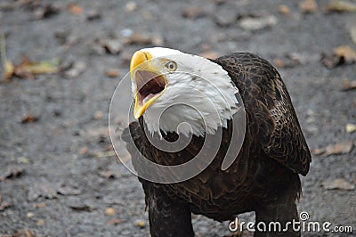 Great Bald Eagle Stock Photo