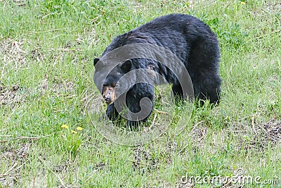 An injured black bear in the grass, part of the nose is gone, trees in the background, Manning Park, Canada Stock Photo