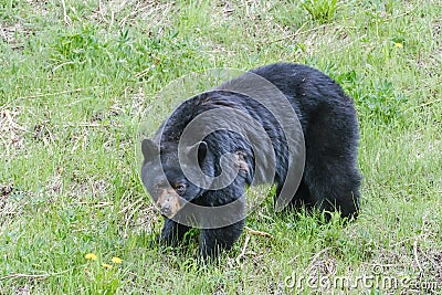 An injured black bear in the grass, part of the nose is gone, trees in the background, Manning Park, Canada Stock Photo