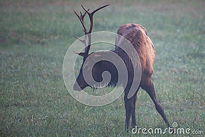 Injured Bull Elk Grazing Stock Photo