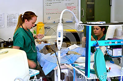 Injured Koala Editorial Stock Photo