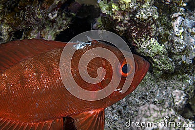 An injured Lunartail Bigeye Priacanthus hamrur in the Red Sea Stock Photo