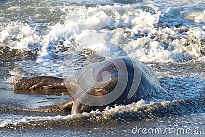 Injured male elephant seal laying in the surf on beach with eye bleeding Stock Photo