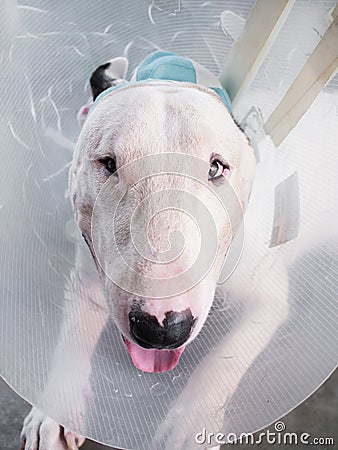 Injured White bull terrier dog Stock Photo