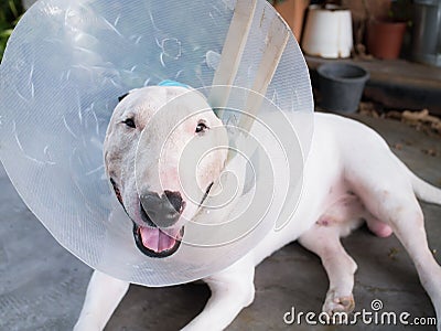 Injured White bull terrier dog Stock Photo