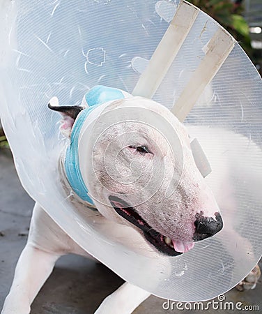 Injured White bull terrier dog Stock Photo