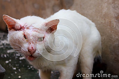 Injured white cat Stock Photo