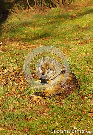 Wolf excluded by its pack Stock Photo