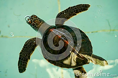 Injury Turtle Stock Photo